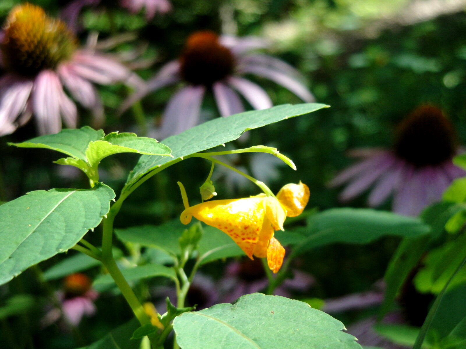 Jewelweed Impatiens Capensis TouchMeNot 40 seeds from 2023 Organic Hummingbirds