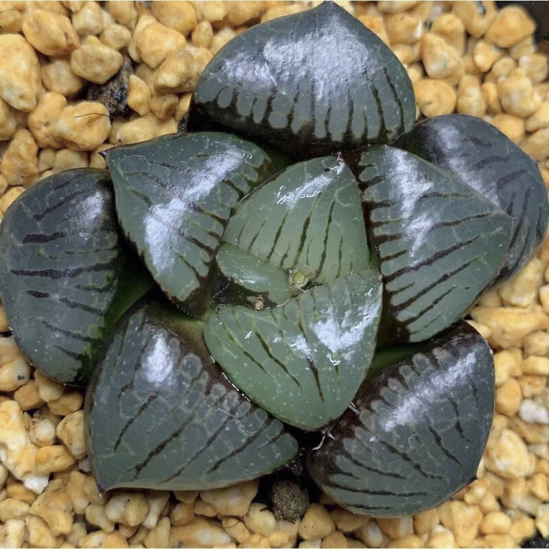 5CM Succulent Plant Haworthia Comptioniana Sun Moon Lake Liliaceae Home Garden