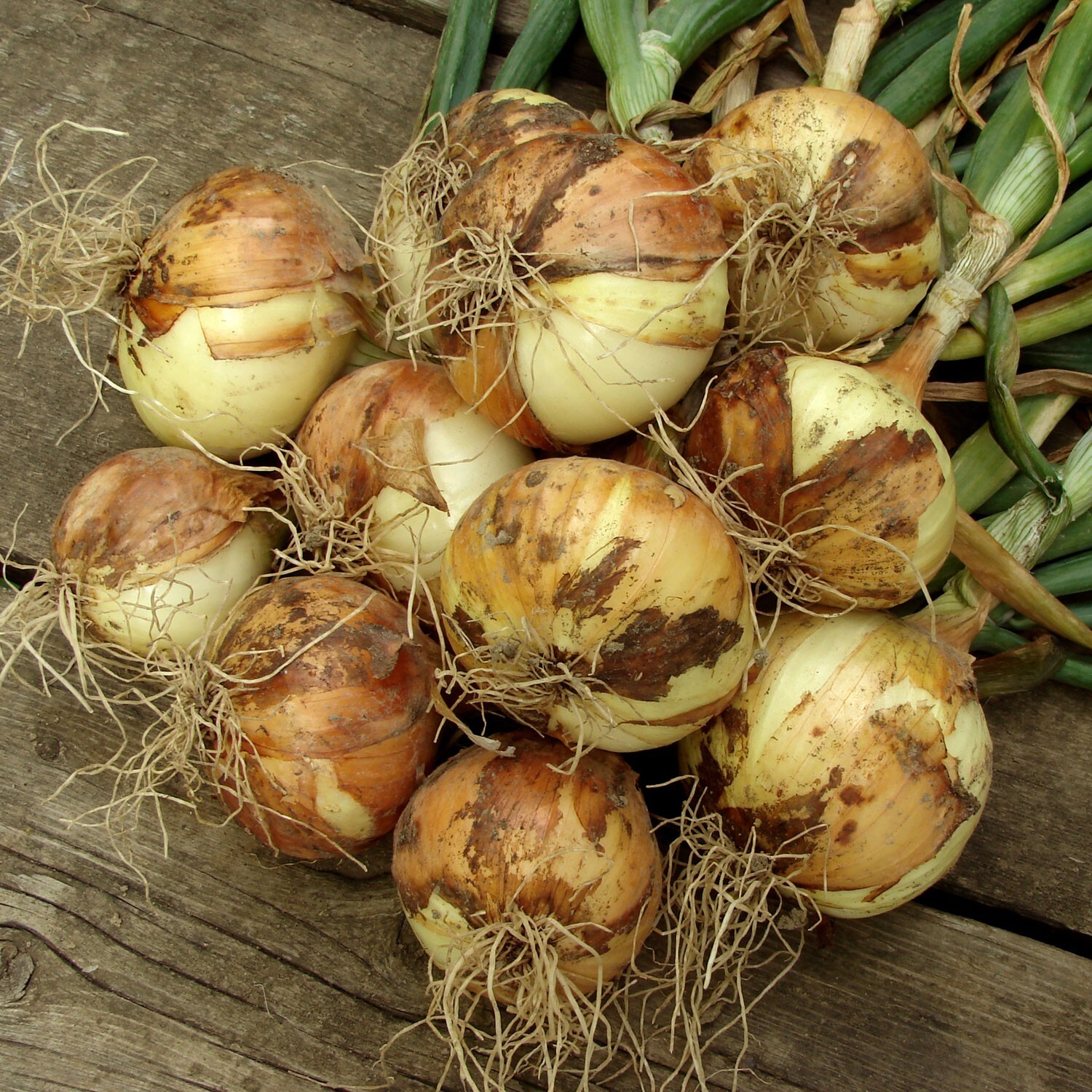 Yellow Onion Sets – Grown Naturally, Non-GMO 8 oz. (40+Bulbs) Shipping Now