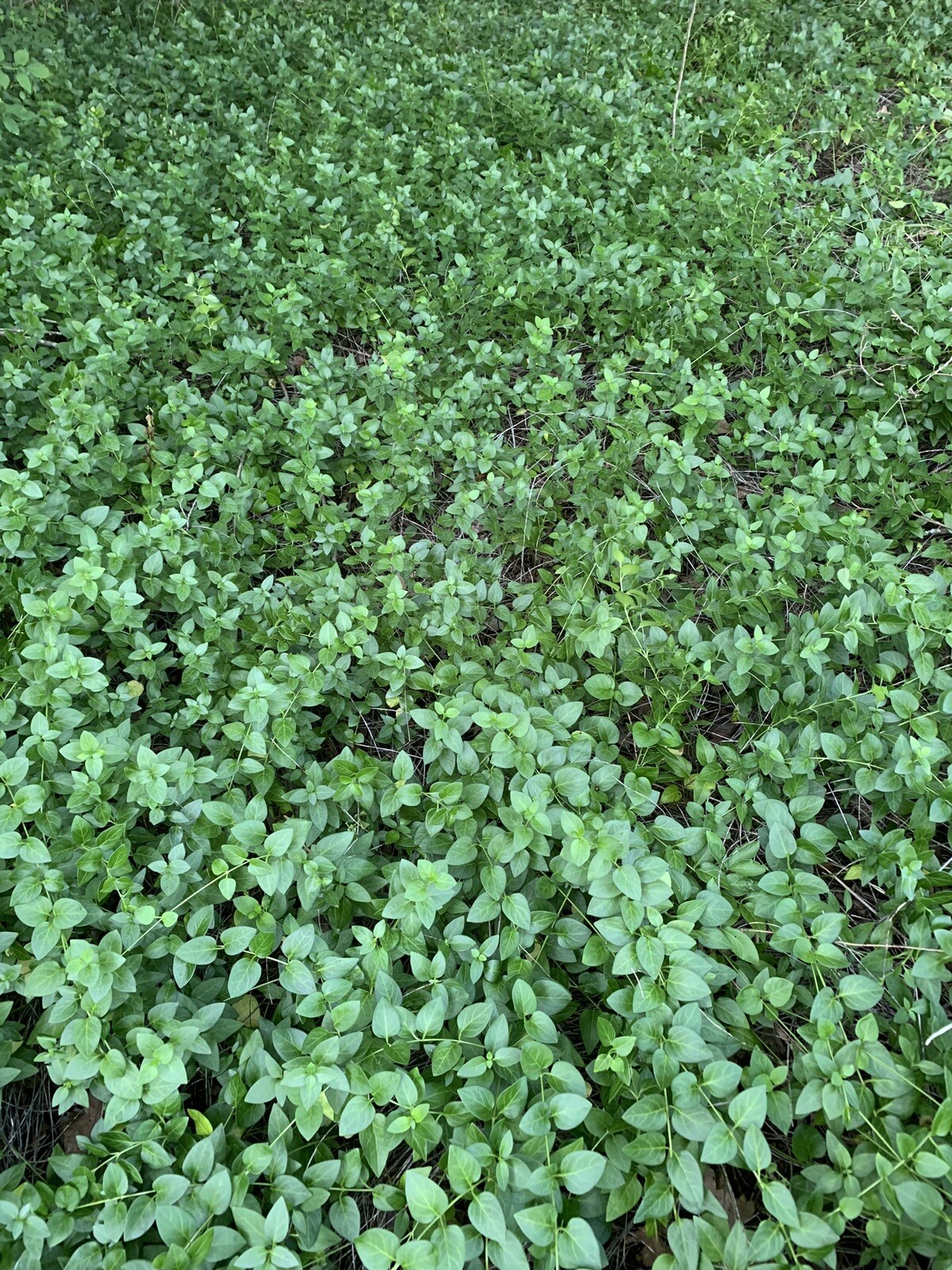 25 Vinca Minor Periwinkle Creeping Myrtle Perennial Evergreen Ground Cover