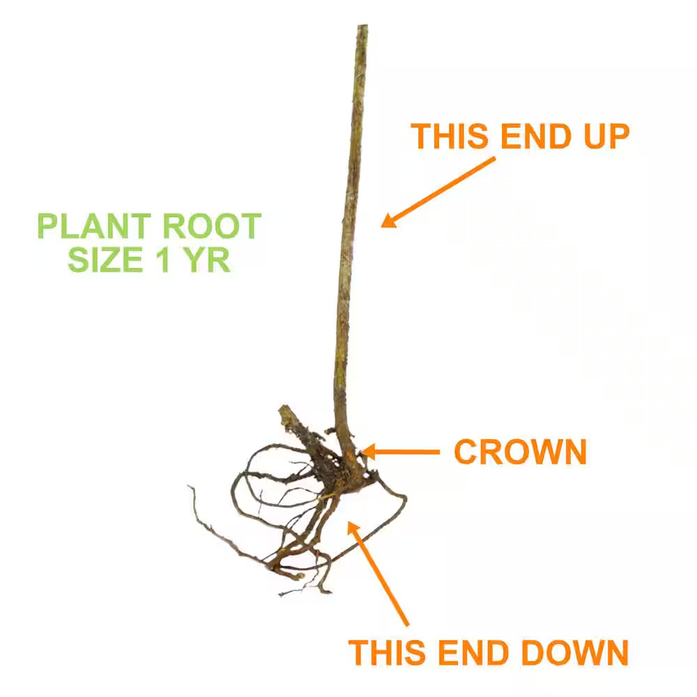 Raspberry Heritage 1 Year Live Bare Root Plant (Bag of 1)