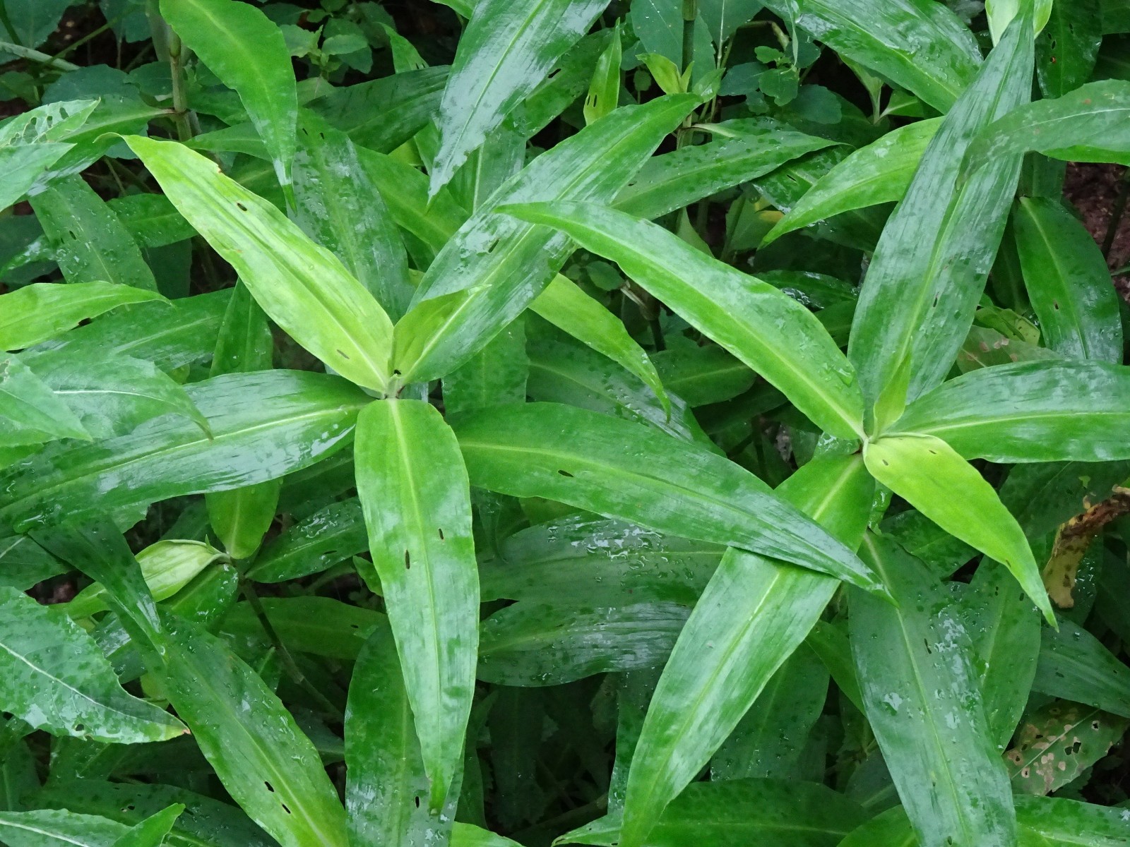 Commelina virginica Virginia dayflower Native perennial wildflower 20 seeds 2025
