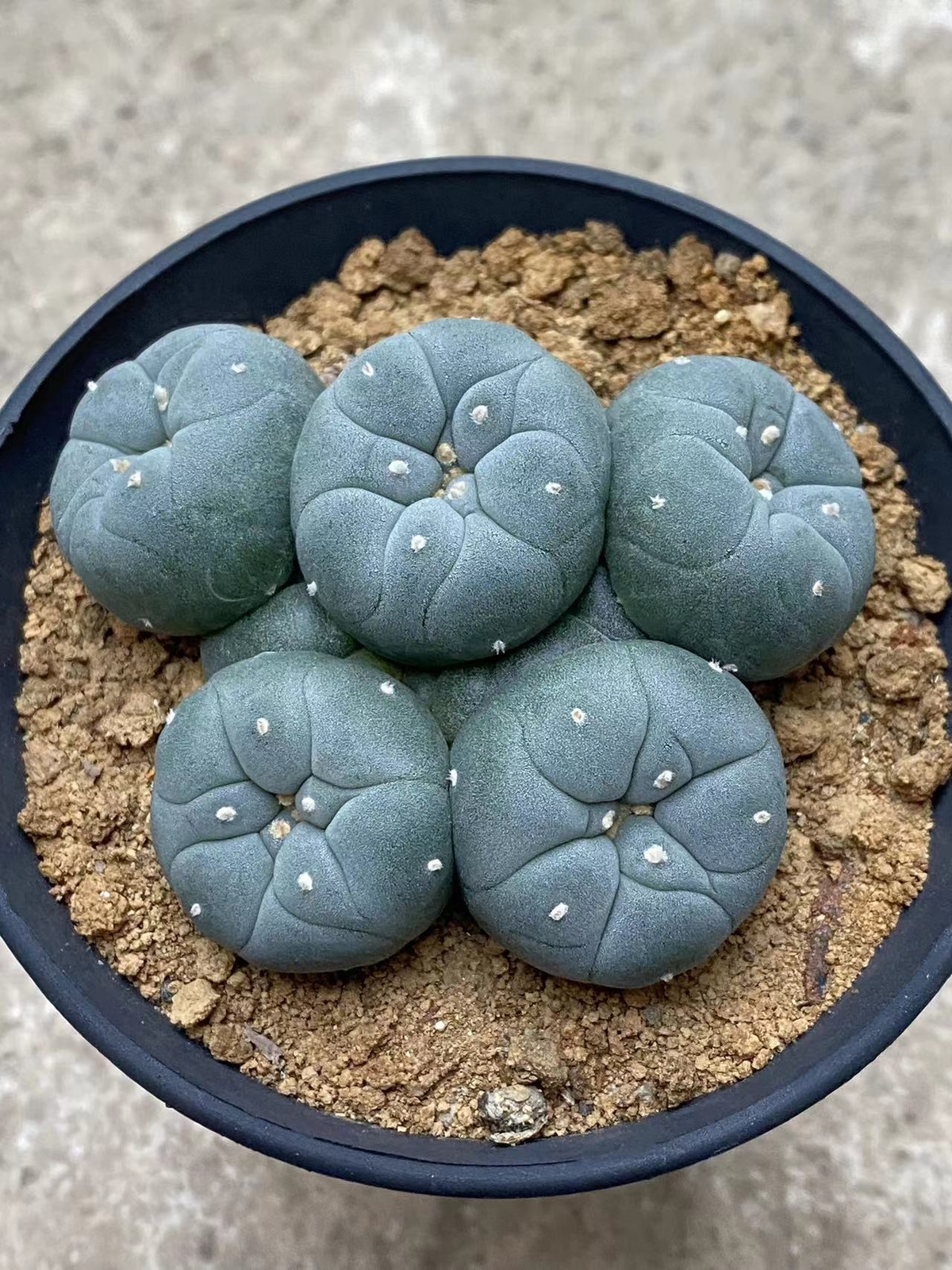 6-8cm cactus Succulent Multiple heads Plant Garden beautiful Plant seedgrowth