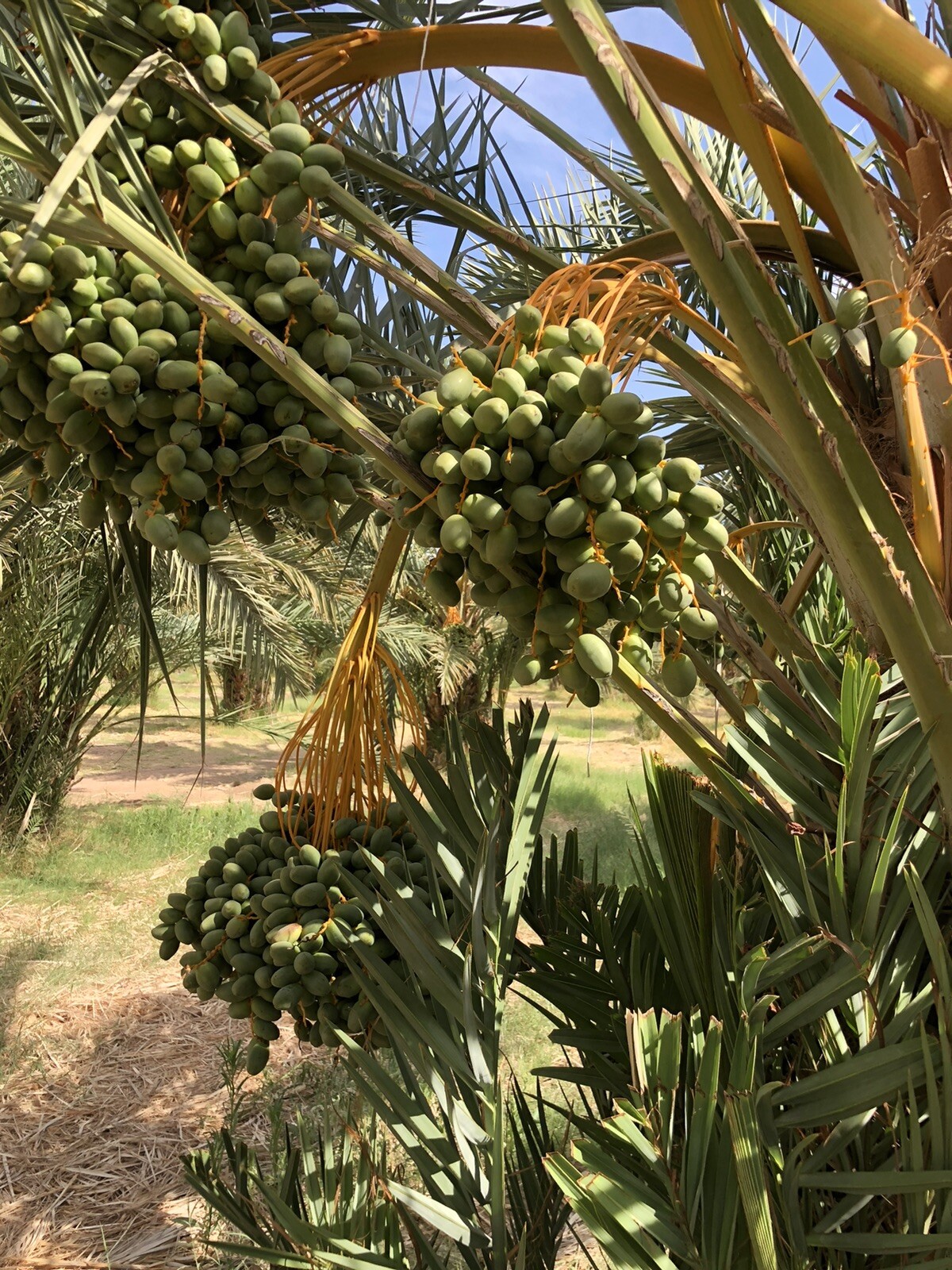 11 LB MEDJOOL DATES. LARGE DATES CALIFORNIA FRESH. TASTY AND SOFT