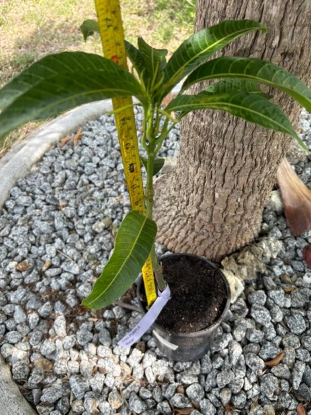 GRAFTED (SUPER RARE) THAI PURPLE NAM DOC MAI/SI MEUANG 12″ OR MORE TALL