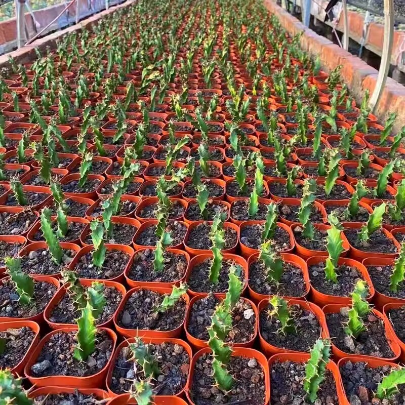3PCS 8CM Succulent Cactus Plant Euphorbia Groenewdi Cactaceae Home Garden Plant