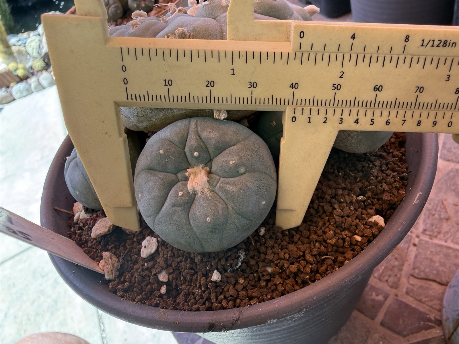 RareSucculent 15 Years Seeding Plant 5” Dia. In 6” Pot..huge tapper Root[1]