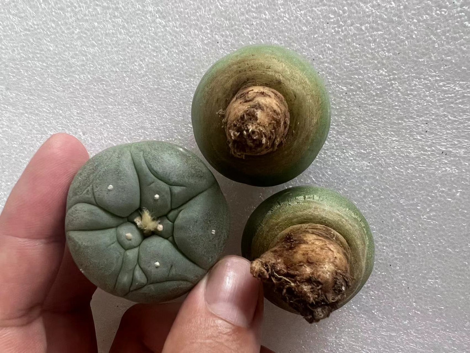 5PCS Succulent Cactus Plant Beautiful Cactus Garden Décor Boutique 3-5cm