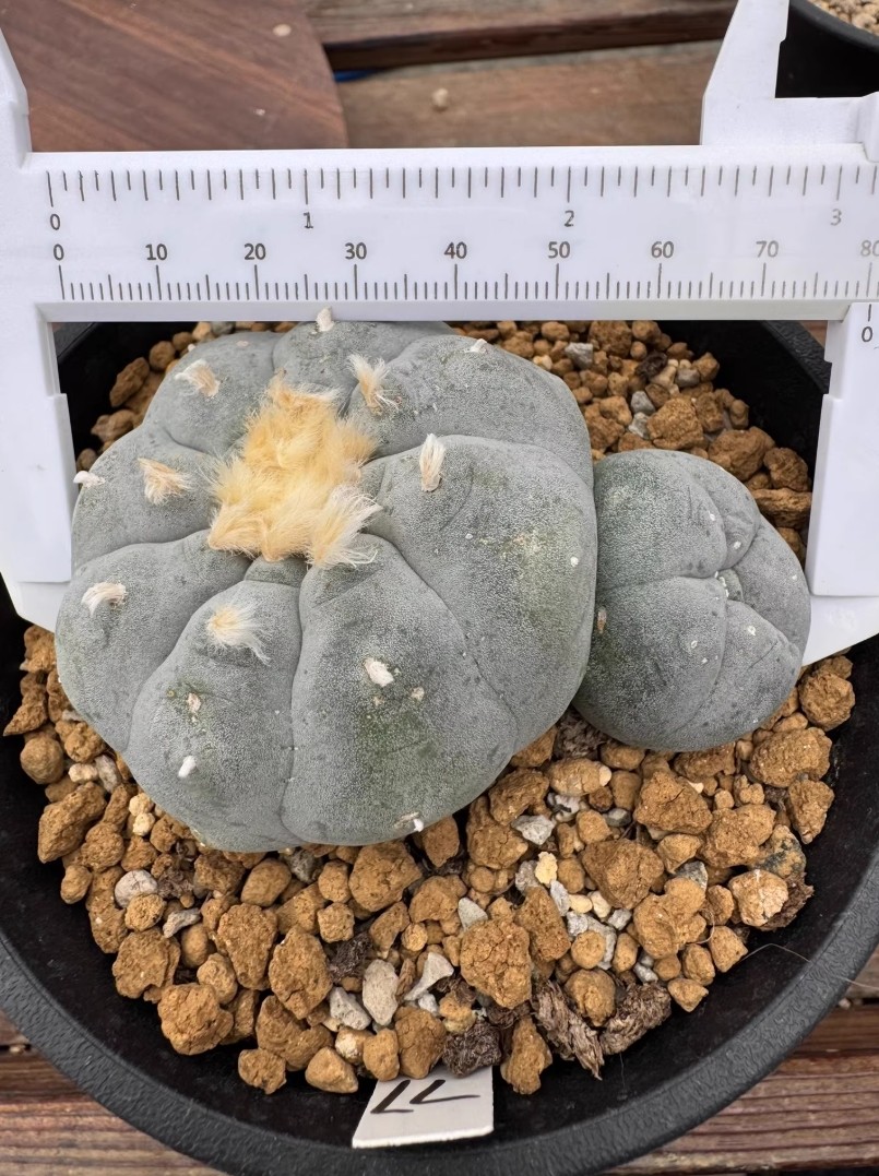 8cm Multi Heads RareSucculent Plant LW Cactus OwnRoot WYSIWYG Boutique Garden#77