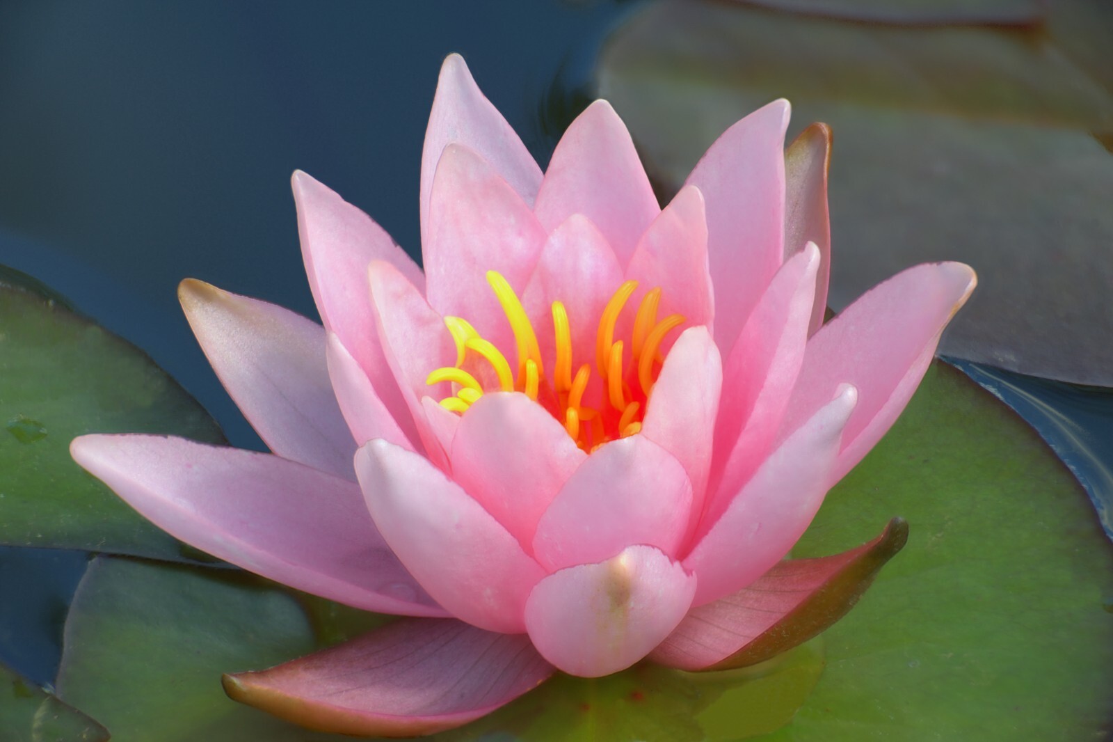 RED Live Hardy Water Lily Tubers Aquatic Pond Plants Lilies