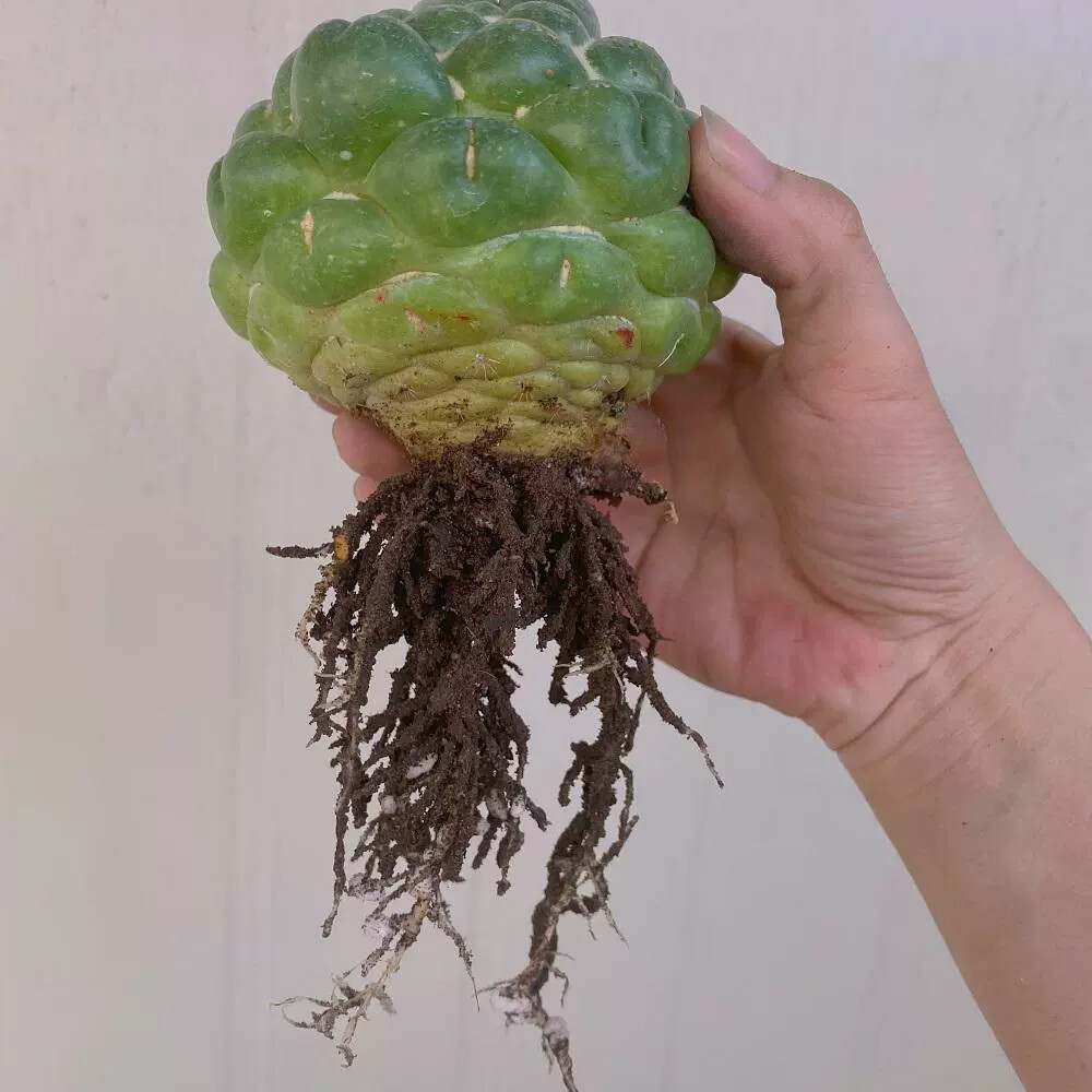 8CM Succulent Cactus Plant Coryphantha Elephantidens Stingless Cactaceae Plant