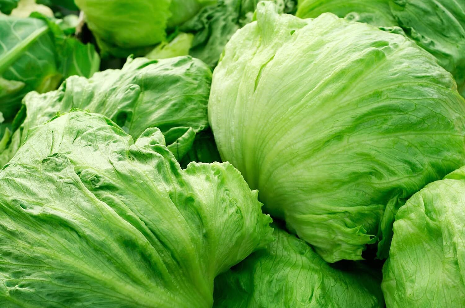 Iceberg Crisphead Lettuce Seeds, NON-GMO, ORGANIC, HEIRLOOM – Free Shipping!