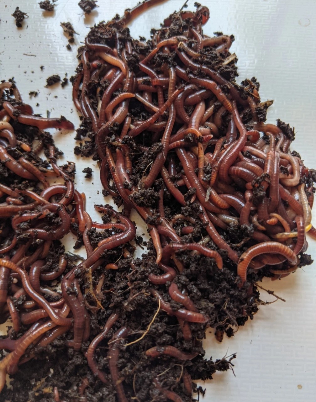 100 Live Red Wiggler worms,FREE Shipping! (Compost Worms)–No Blues