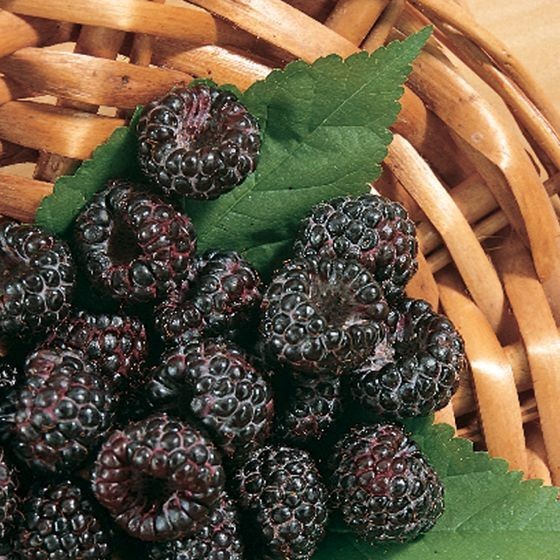 3 Black Raspberry Plants “Jewel” (3 Large 1 Year Old Plug Plants) Zones: 5-9