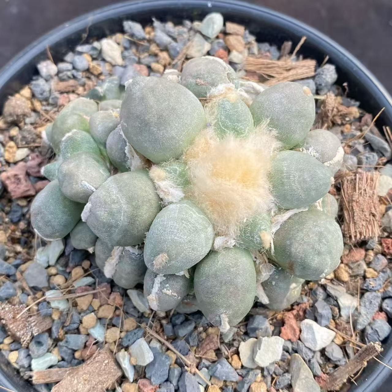 8CM Cacti Ariocarpus furfuraceus magnificus Hybird WYSIWYG Boutique Garden
