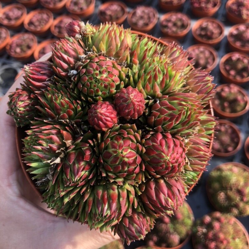 8CM Succulent Plant Jovisbarba Allionii Crassulaceae Home Garden Beautiful Plant