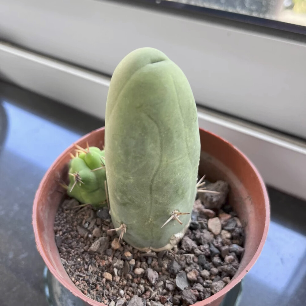 8CM Succulent Cactus Plant Eulychnia Castanea Male Sexy Cactaceae Home Garden
