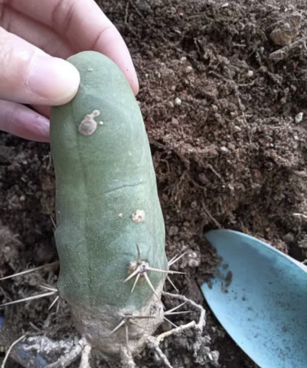 8CM Succulent Cactus Plant Eulychnia Castanea Male Sexy Cactaceae Home Garden