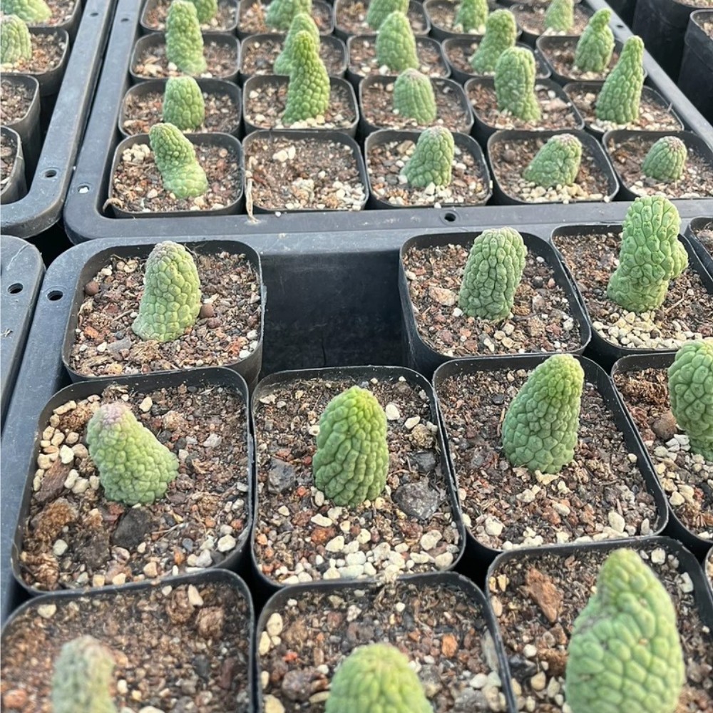 5-6cm 5PCS Cactis Larryleachia cactiformis Cactis Garden