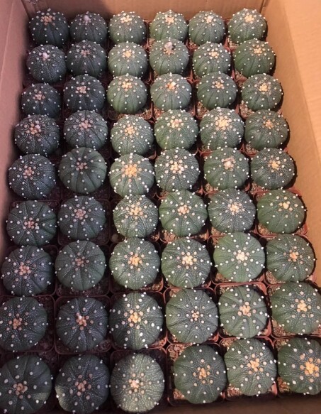 10PCS 4-5CM Astrophytum asterias cactus plants potted Plants Home Garden Bonsai