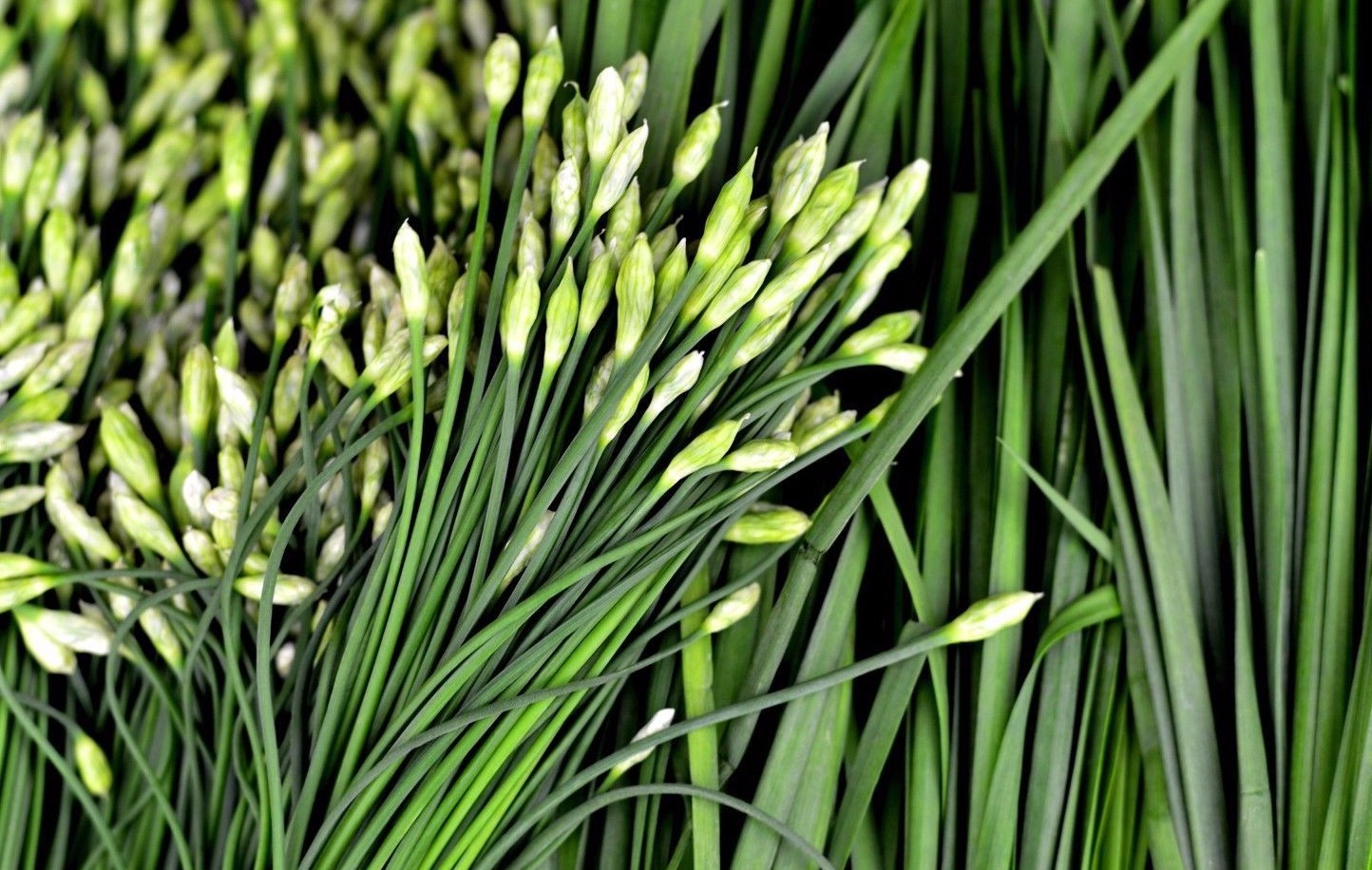 Garlic Chive Seeds, Herb, Allium Tuberosum, Heirloom, NON-GMO, , FREE SHIPPING