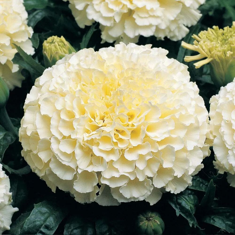Moonlight Marigold Seeds | Non-GMO | Free Shipping | Seed Store | 1192