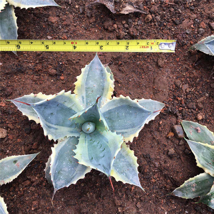 8CM Succulent Agave Plant Agave Parrasana Raiko Nishiki Variegated Home Garden