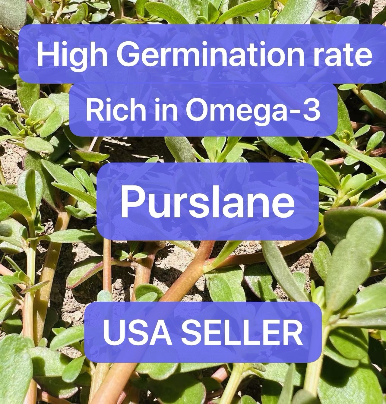 2000+ Golden Purslane Seeds (Portulaca sativa)–2025 Harvest–Rich in Omega-3
