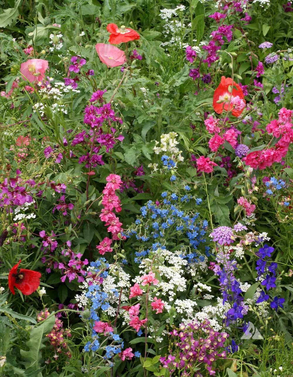 Landscaper’s Pack SHADE Mix Wildflowers Annual Perennial Heirloom 5000 Seeds!