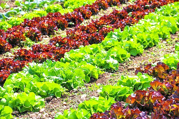 1000 RED ROMAINE ROMAINE LETTUCE SEEDS |2026 SALE FREE SHIPPING NON GMO HEIRLOOM