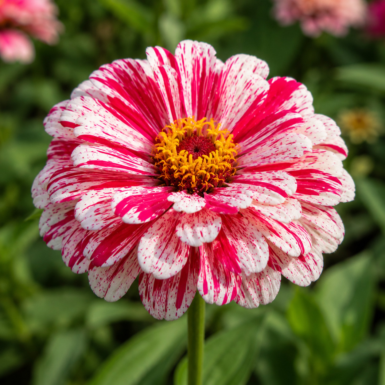 Bon Bon Mix Zinnia Seeds Candy Striped Heirloom Cut Flower Annual