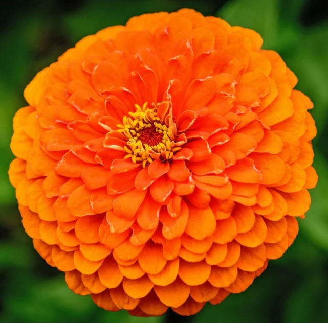 Orange King Zinnia Seeds Giant 5″ Flowers Latin Name: Zinnia elegans