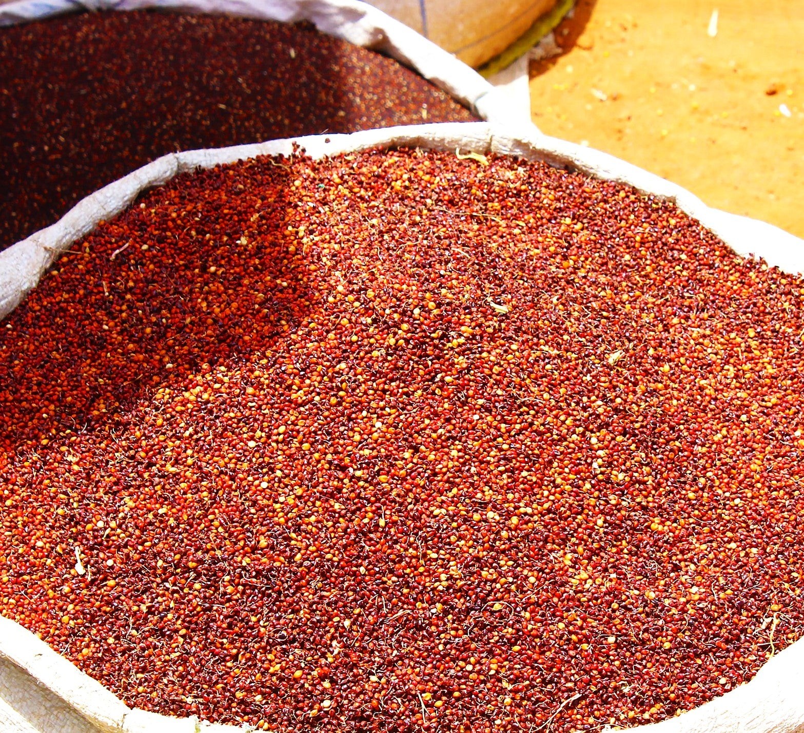 Rox Orange Syrup Cane Sorghum Seeds – For 2026 Planting Sorghum Bicolor Sugar