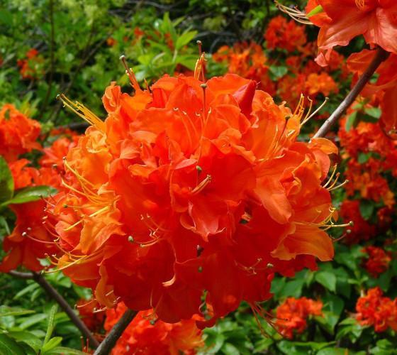 ( 1 ) – Mandarin Lights Orange Deciduous – Starter Plant ( 7L ) ( 1 live plant )