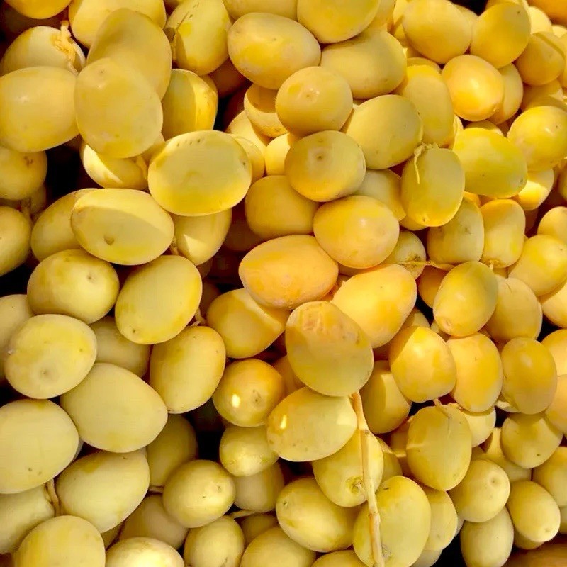 7 LBS FRESH YELLOW BARHI DATES