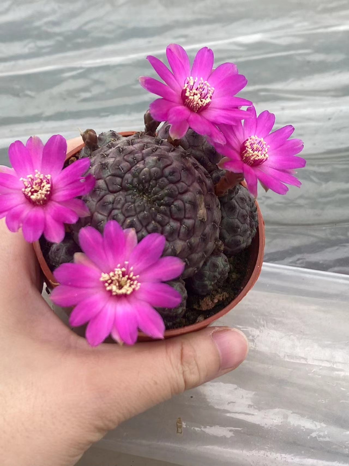 Multi Heads Rebutia rauschii Zecher Succulent Plant Garden Décor Boutique 6-8CM