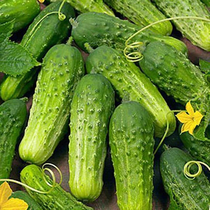 Boston Pickling Cucumber Seeds | Heirloom / Non-GMO | Free Shipping | 1061