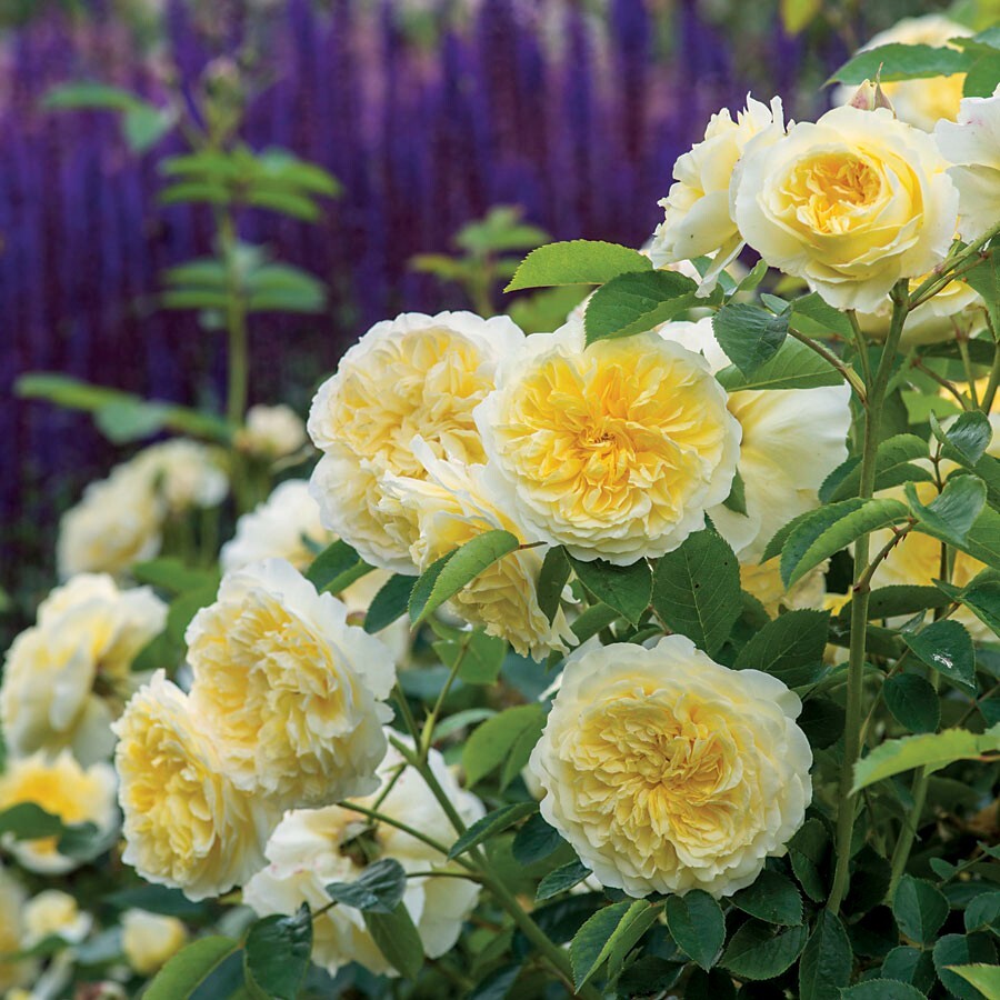 20pcs Yellow Climbing Rose Seeds – Rare Non-GMO Heirloom Variety for Your Garden
