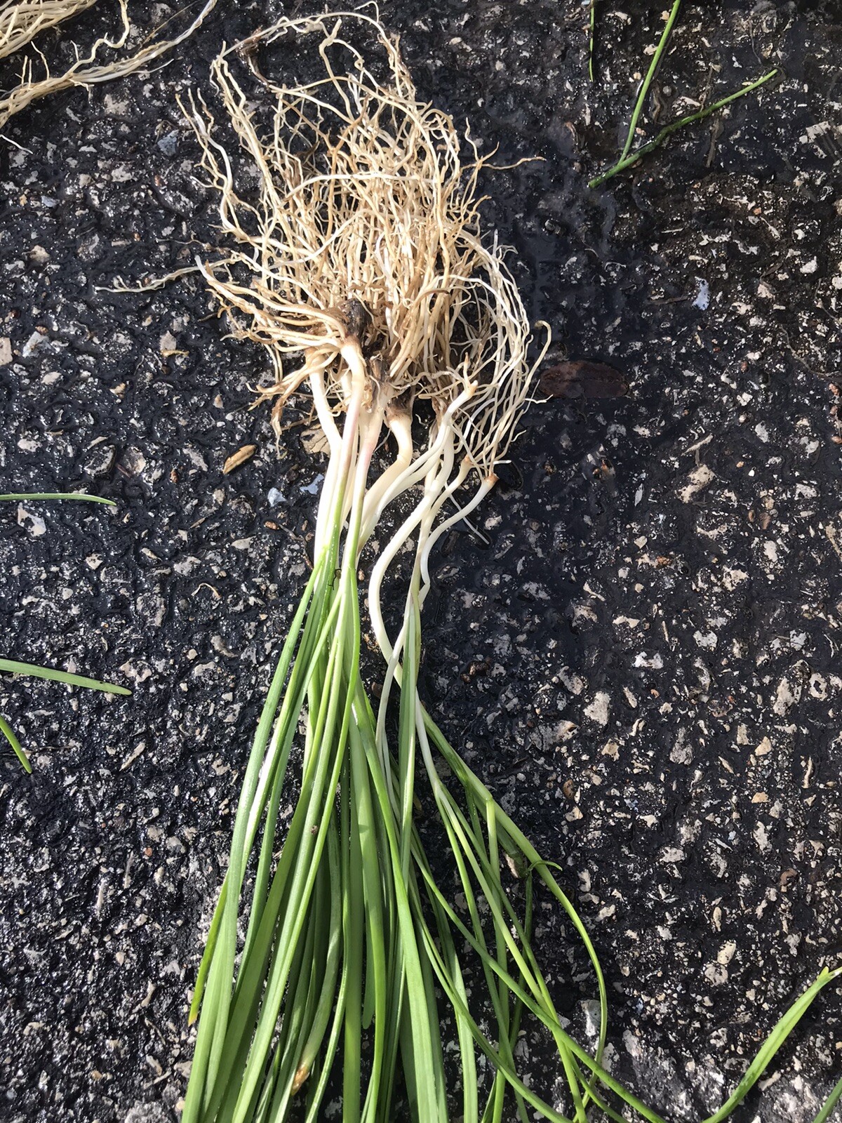 100 Rooted Chinese Chives Plants (Organic Garlic Chives, Over 3 Years Old)韭菜