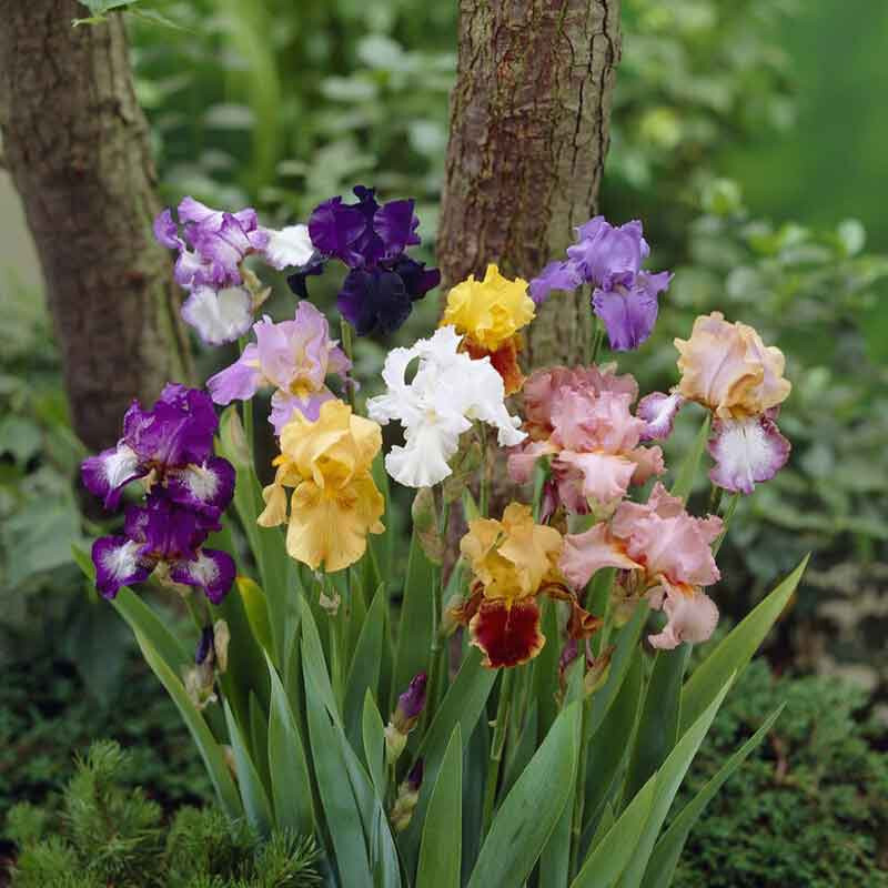 10 starter Plants Random Mixture Tall Bearded Iris Freshly Dug