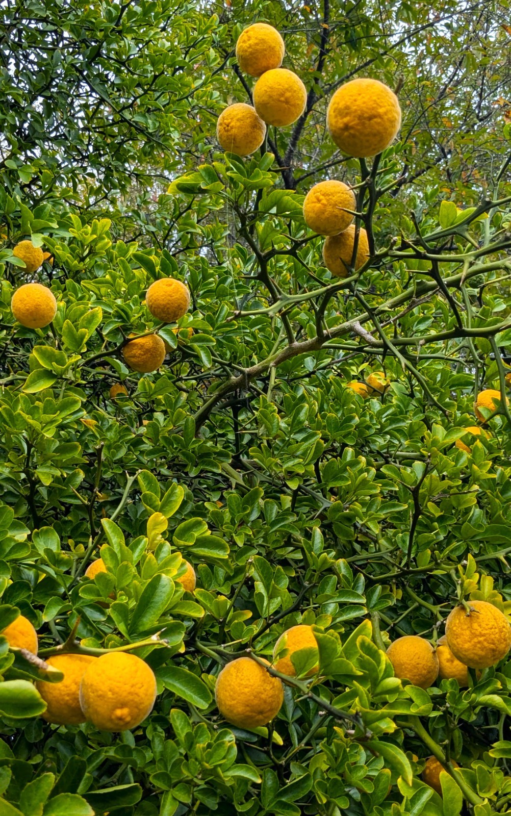 Hardy Orange Live Tree seedling (1 feet tall, 1 Qt pot) Citrus trifoliata