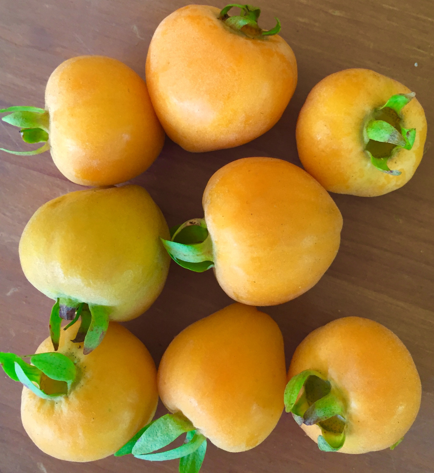 Eugenia Luschnathiana PITOMBA Potted PLANT Fruit Starter Pot Tree 4-6″