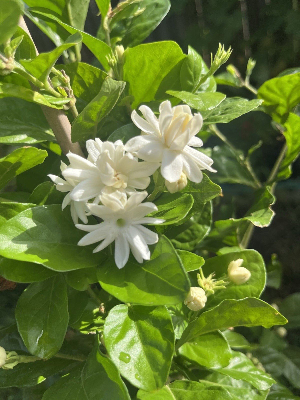 3 Years Old big Size Double Petals Jasmine Fragrant In 3 Gallons Pot 24 In Tall