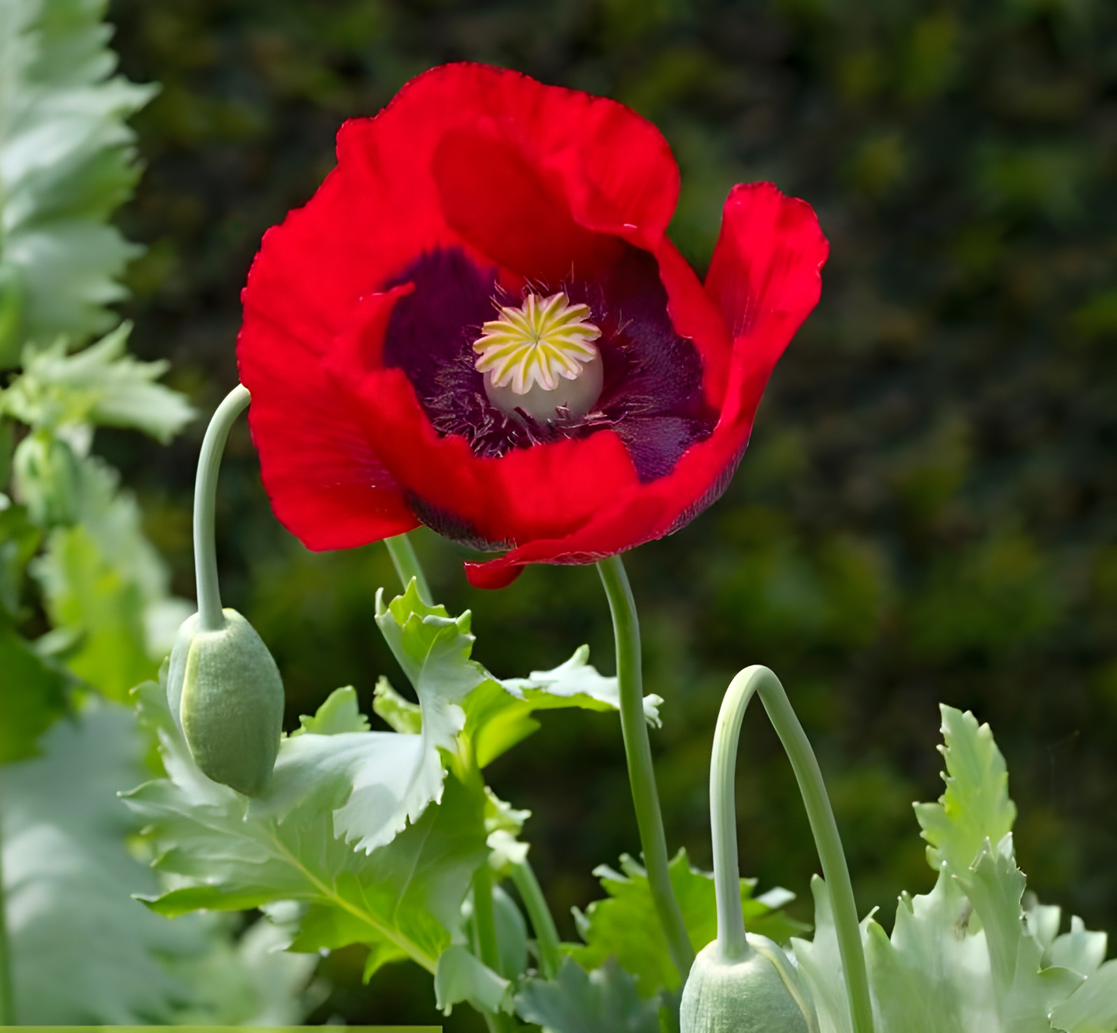 1,000 Turkish Red Poppy Seeds – P. Somniferum – Giant Scarlet Red Blooms