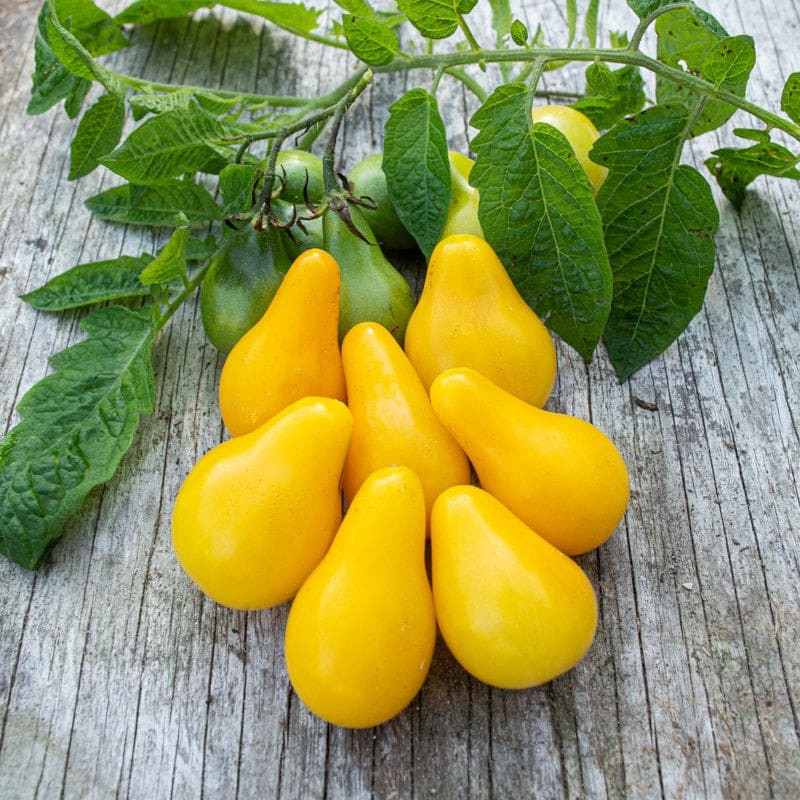 Ultimate Cherry Tomato Seed Combo Pack 500 Seeds 10 Varieties – 50 Each Variety