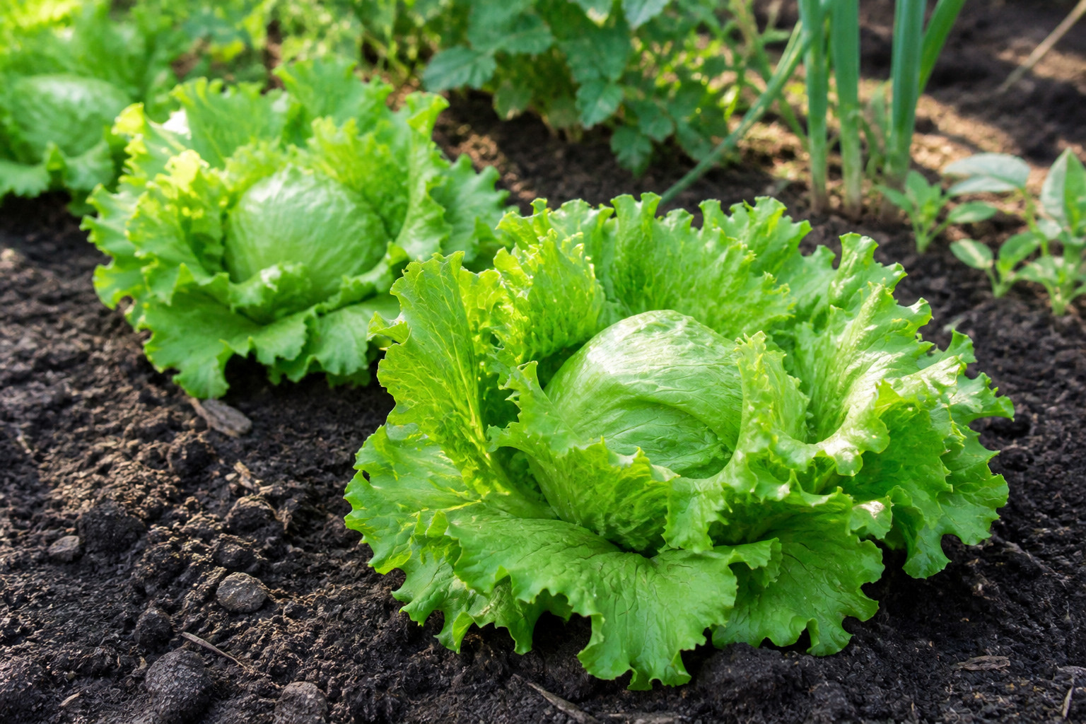 1250 Heirloom Crisphead Iceberg Lettuce Seeds – Classic Organic Garden Lettuce