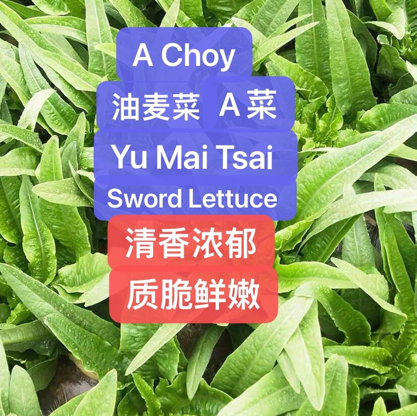500+ A Choy、Yu Mai Tsai、Sword Lettuce Seeds 500多粒油麦菜、A菜种子 2023年产的新种子