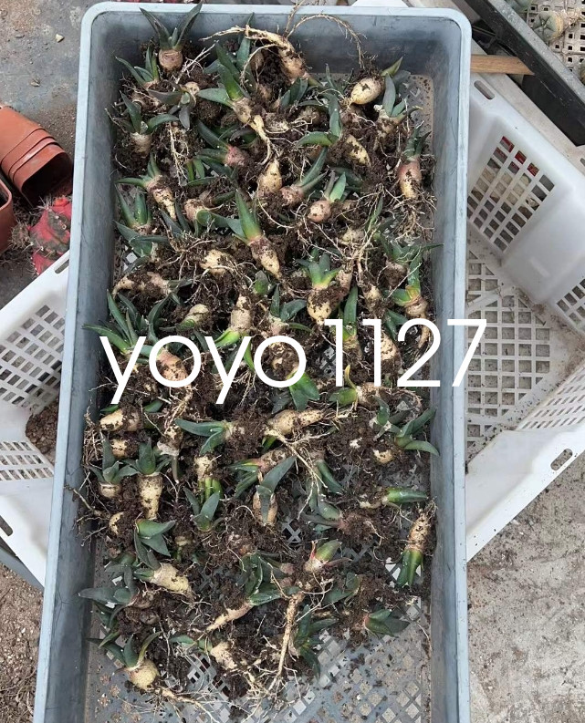 5pcs 4-5cm Ariocarpus Retusus Scheidw Succulent Cactus Plants