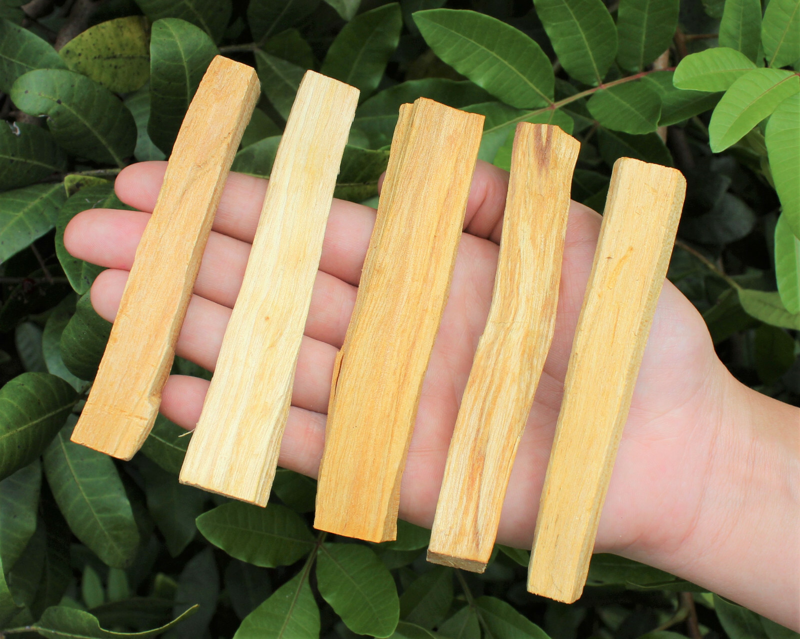 Bulk Wholesale Palo Santo Wood Sticks: CHOOSE AMOUNT oz or lb Smudging Cleansing