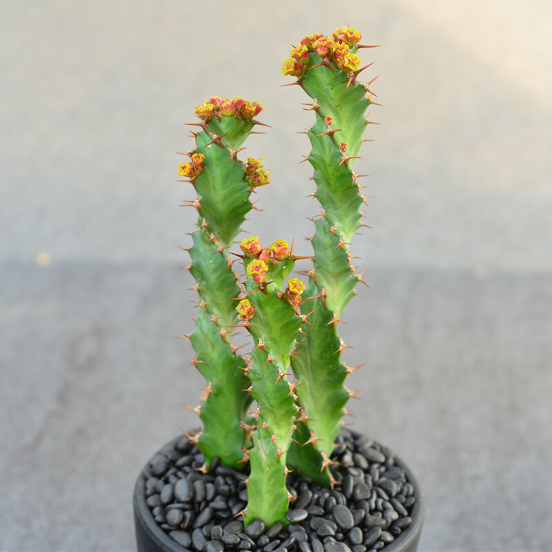 3PCS 8CM Succulent Cactus Plant Euphorbia Groenewdi Cactaceae Home Garden Plant
